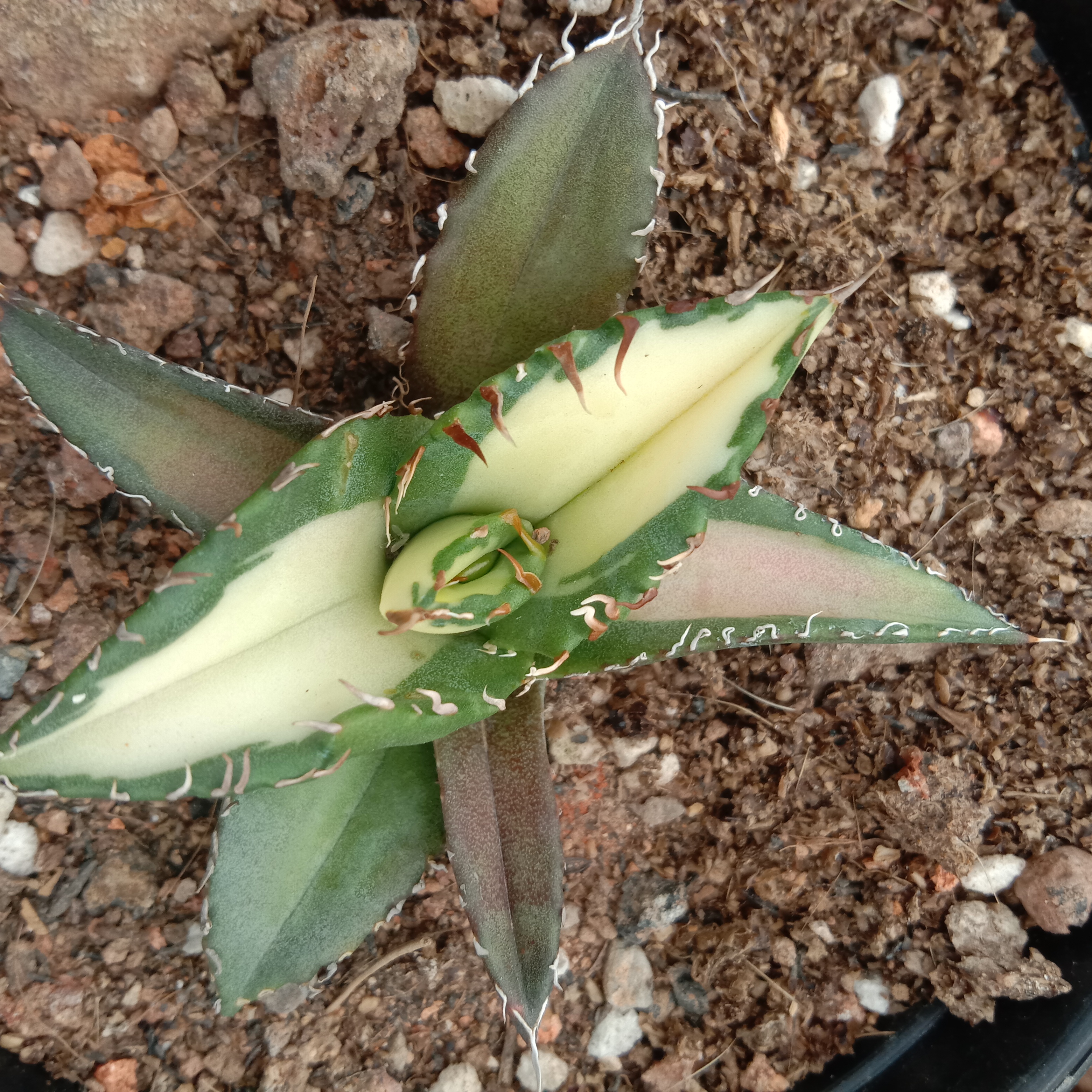 6-10cm Agave Titanota Fujian White Whale – Succulent Purrs