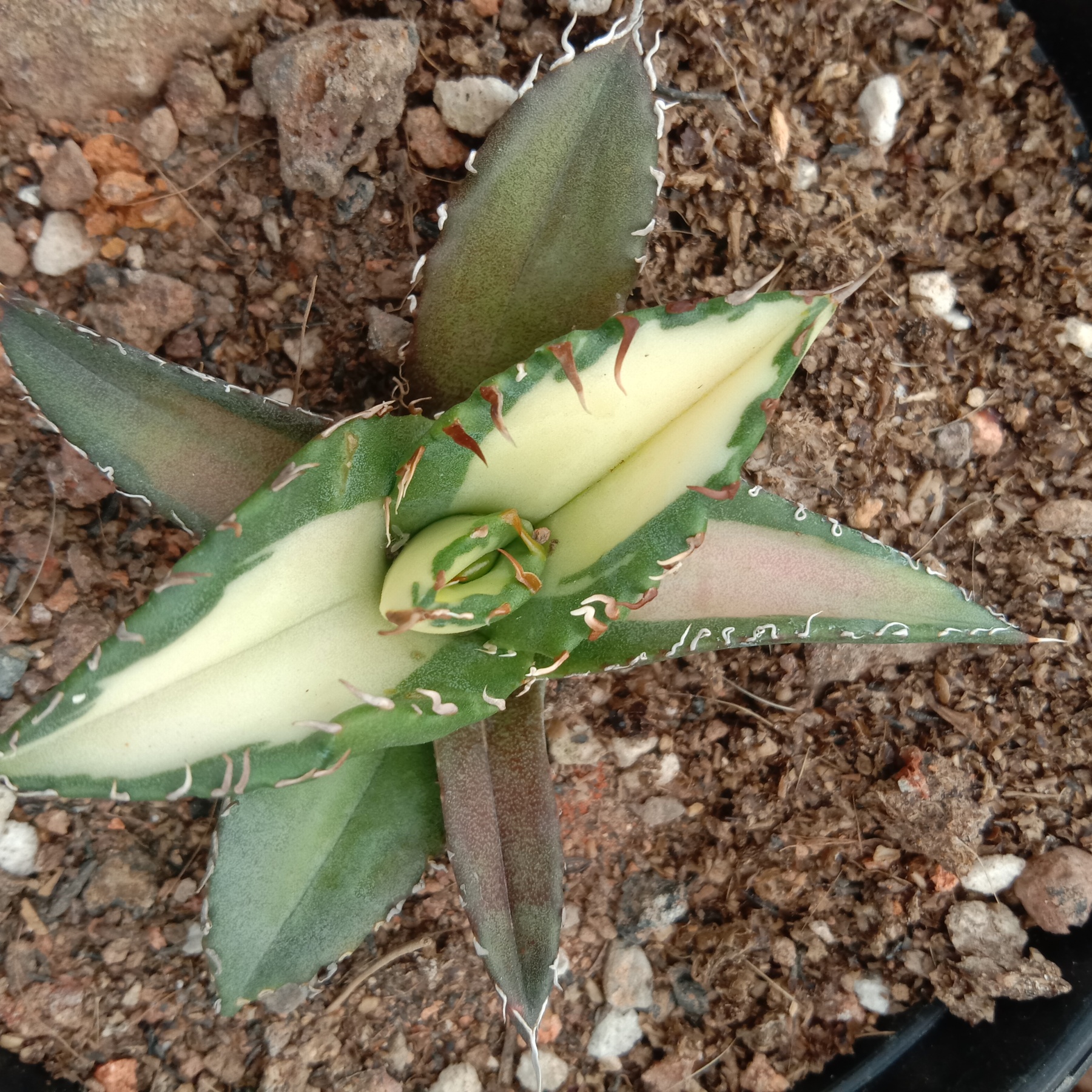 Agave Titanota Fujian White Whale