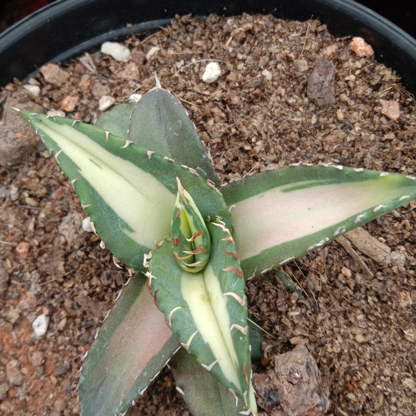 Agave Titanota Fujian White Whale