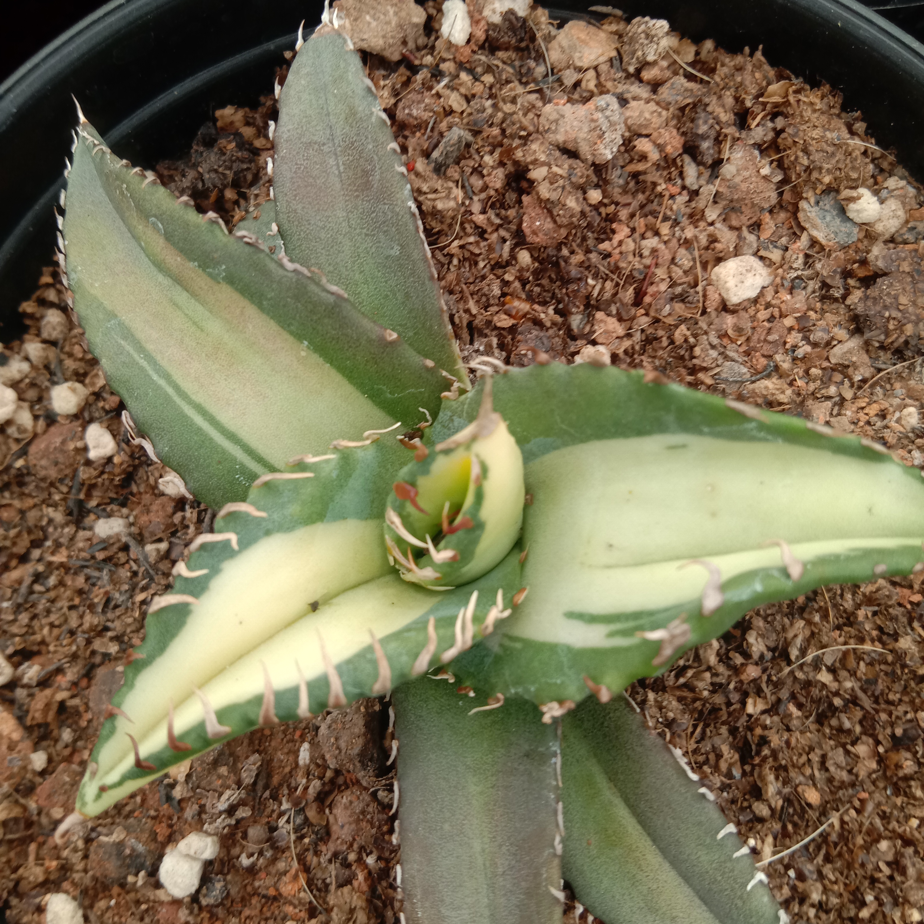 6-10cm Agave Titanota Fujian White Whale – Succulent Purrs