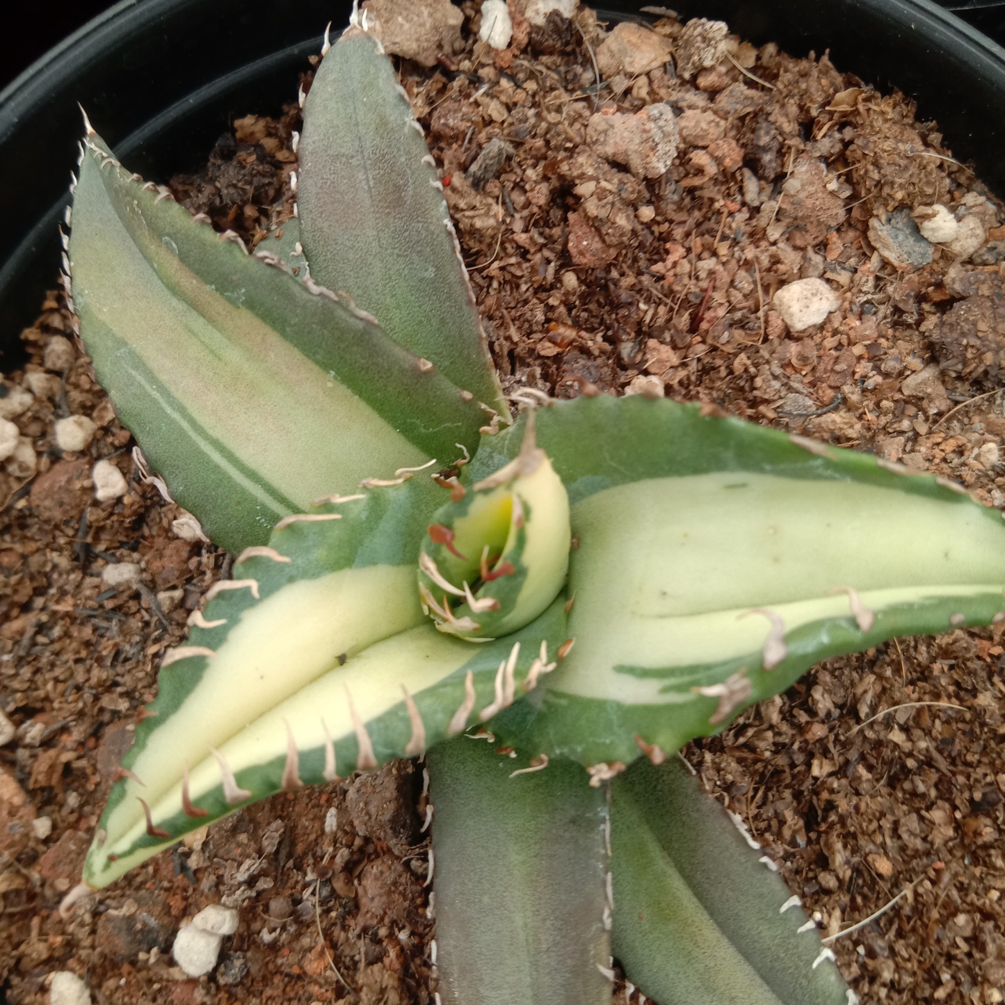 Agave Titanota Fujian White Whale