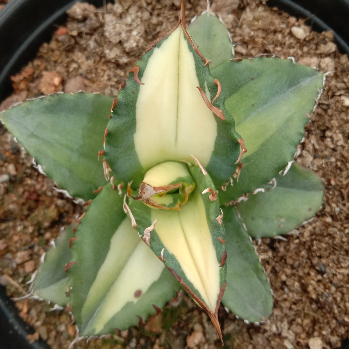 6-10cm Agave Titanota Fujian White Whale – Succulent Purrs