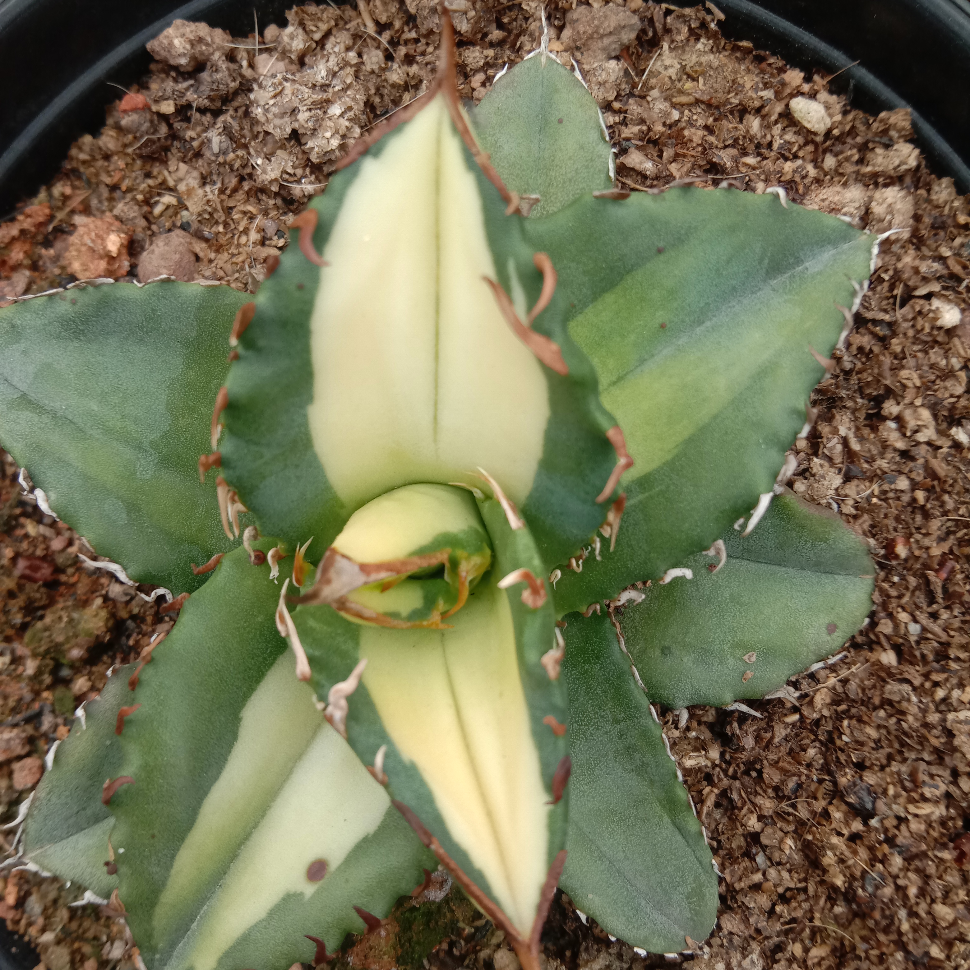 6-10cm Agave Titanota Fujian White Whale – Succulent Purrs