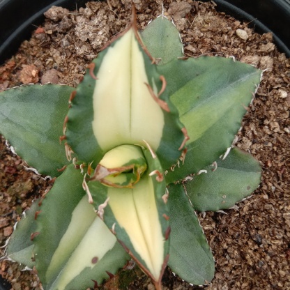 Agave Titanota Fujian White Whale