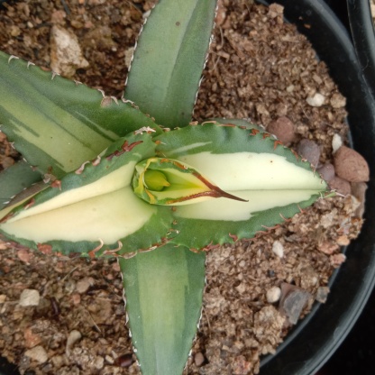 Agave Titanota Fujian White Whale