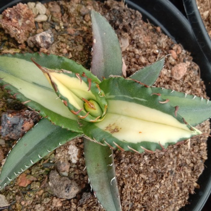 Agave Titanota Fujian White Whale