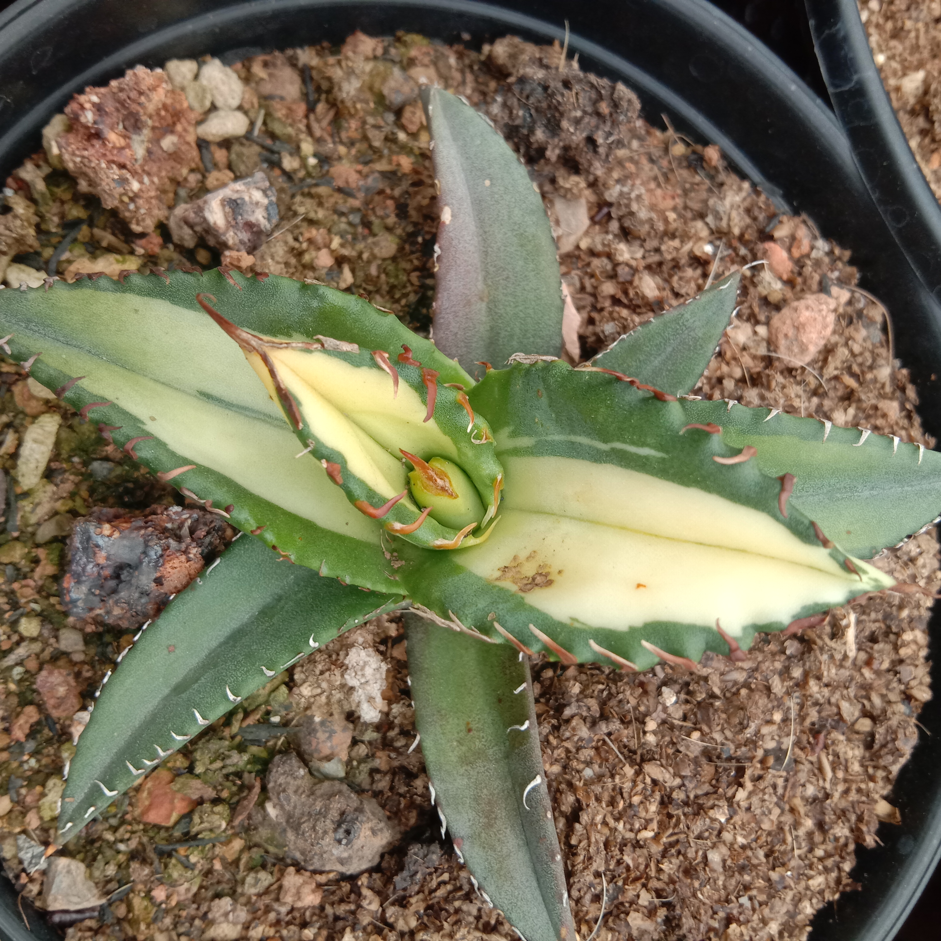 Agave Titanota Fujian White Whale