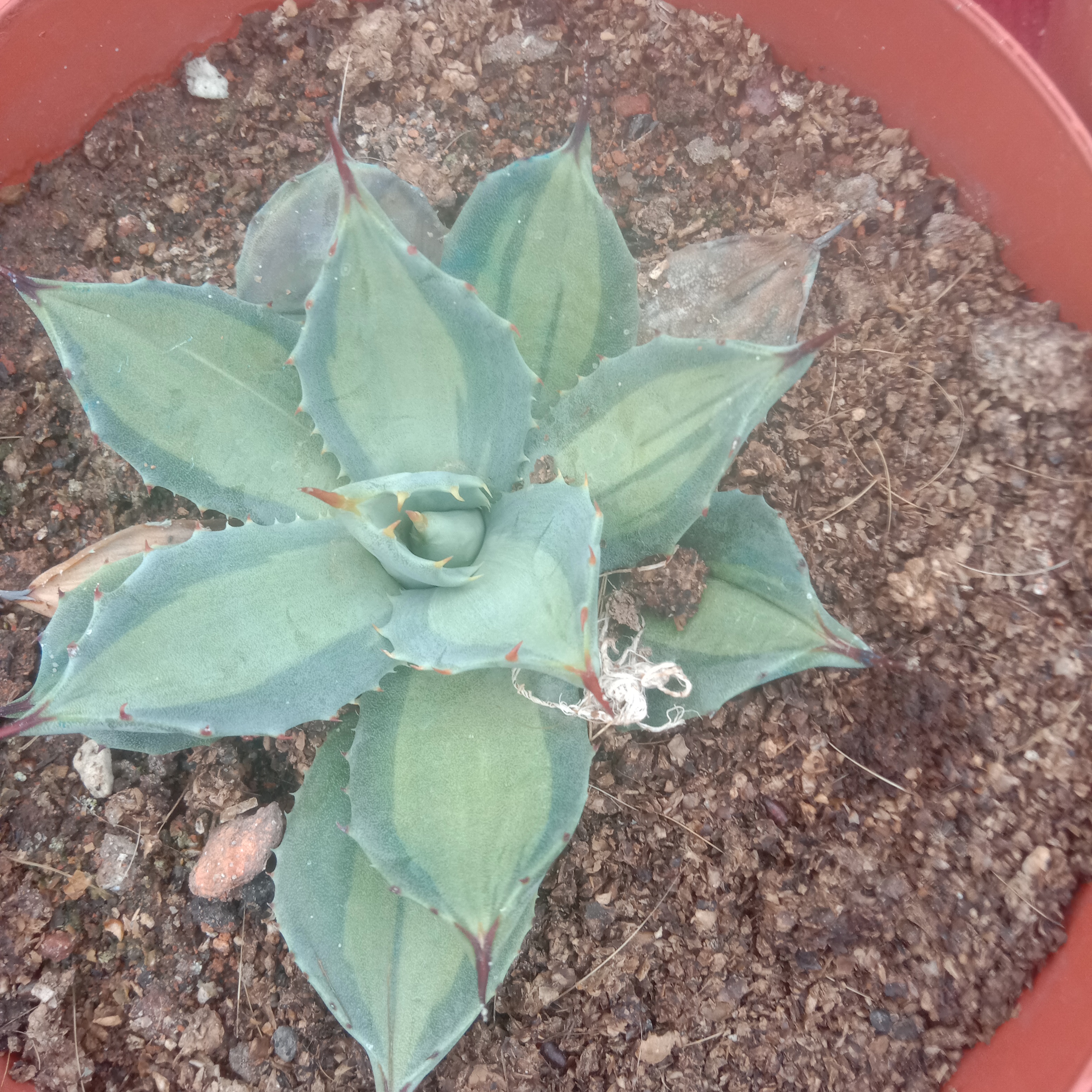 8-10cm Agave parryi ssp. huachucensis excelsior – Succulent Purrs