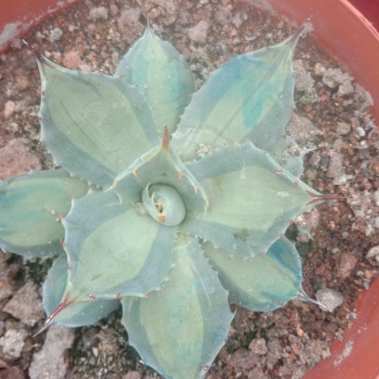 8-10cm Agave parryi ssp. huachucensis excelsior