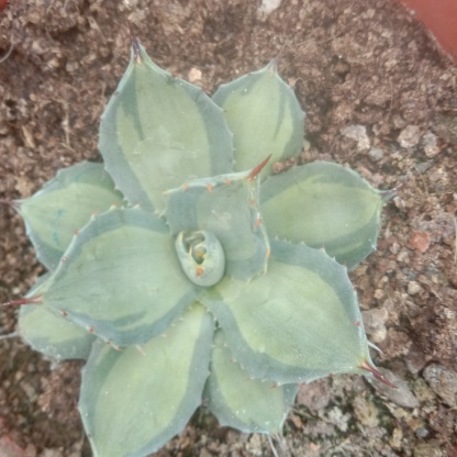 8-10cm Agave parryi ssp. huachucensis excelsior