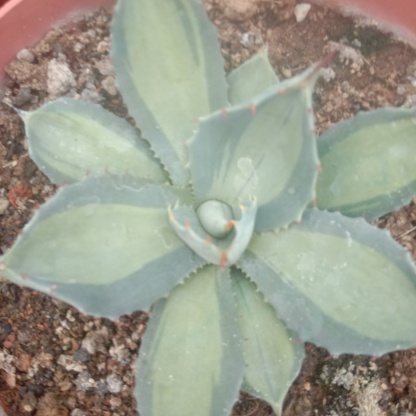 8-10cm Agave parryi ssp. huachucensis excelsior