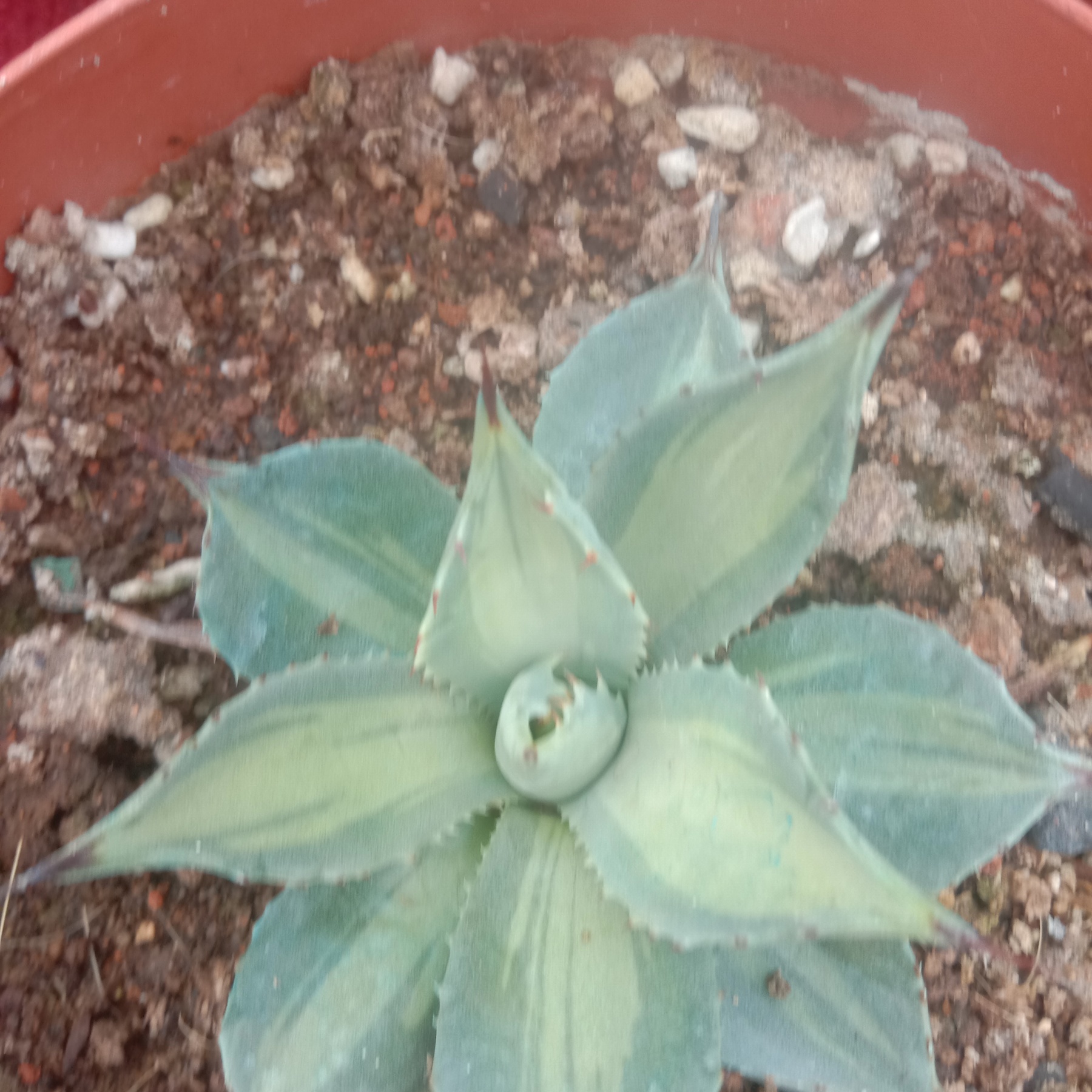 8-10cm Agave parryi ssp. huachucensis excelsior