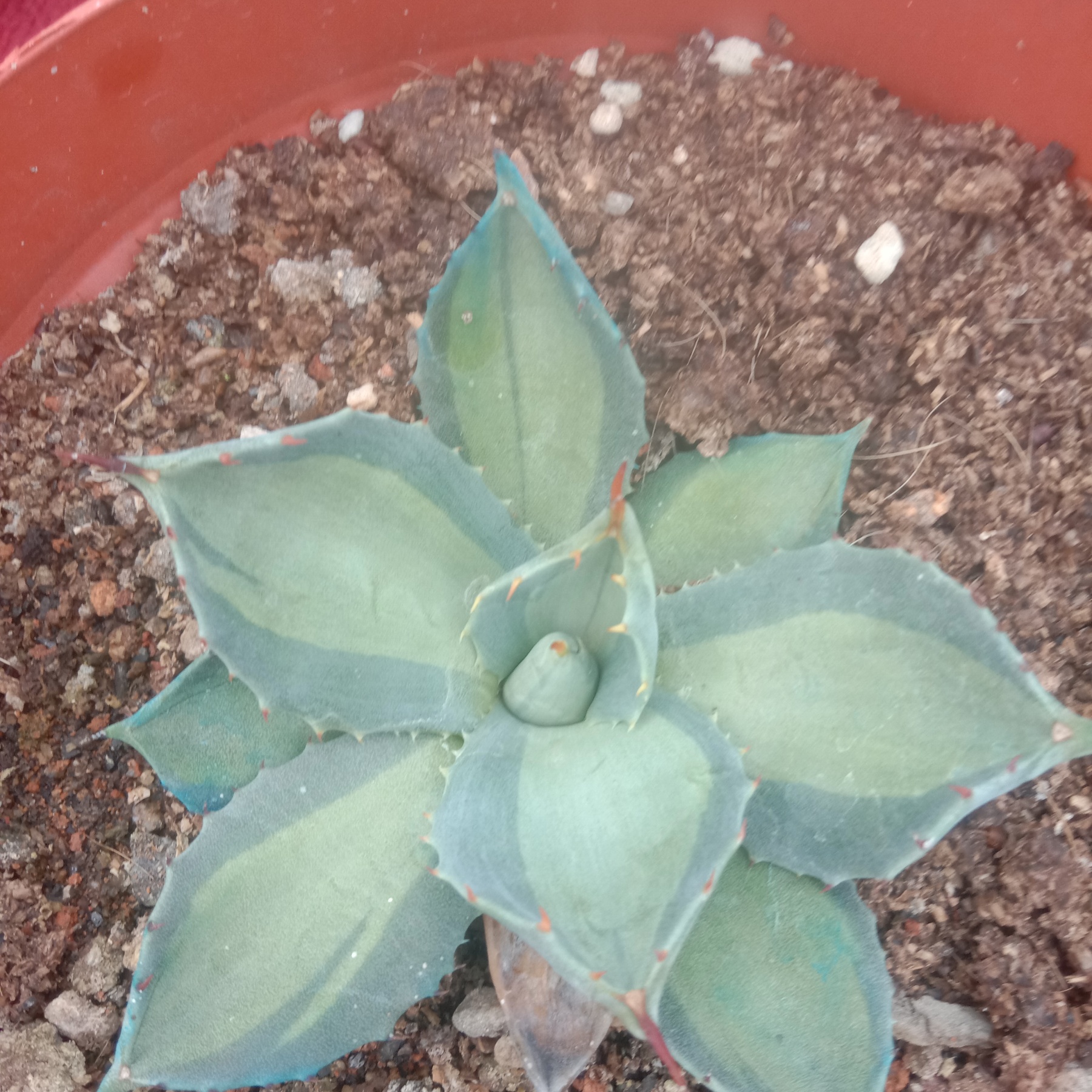 8-10cm Agave parryi ssp. huachucensis excelsior