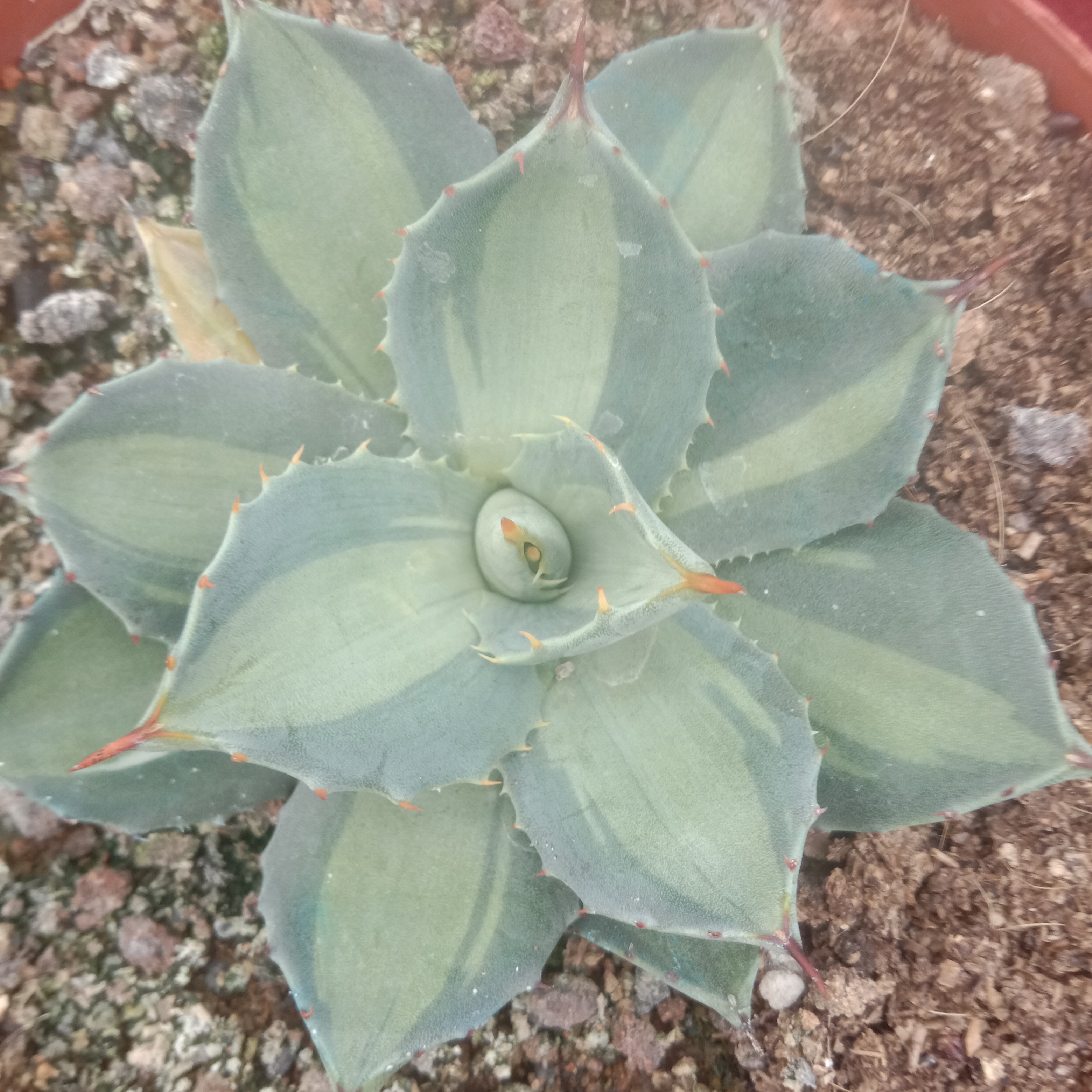 8-10cm Agave parryi ssp. huachucensis excelsior – Succulent Purrs