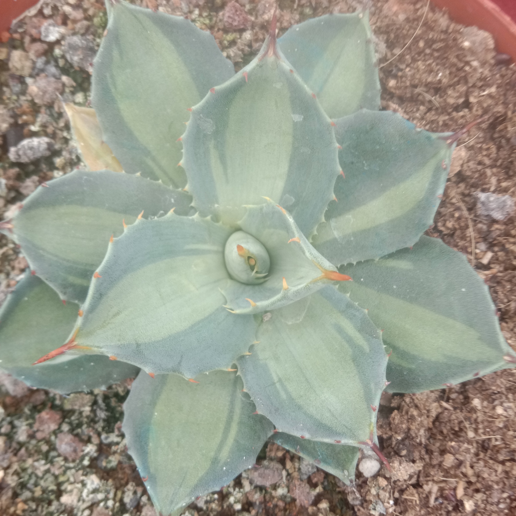 8-10cm Agave parryi ssp. huachucensis excelsior