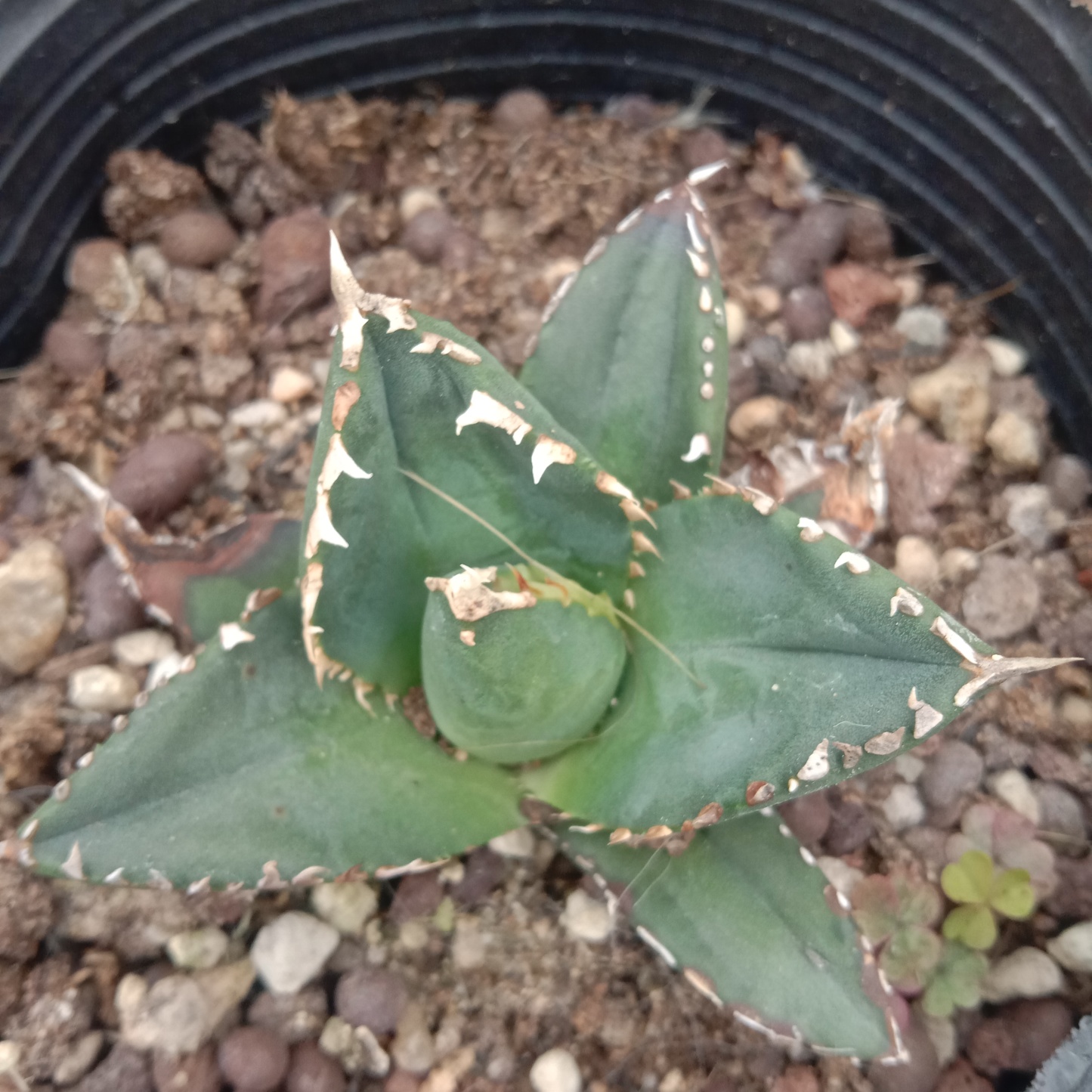 4-6cm Agave Titanota Werewolf （tissue culture）