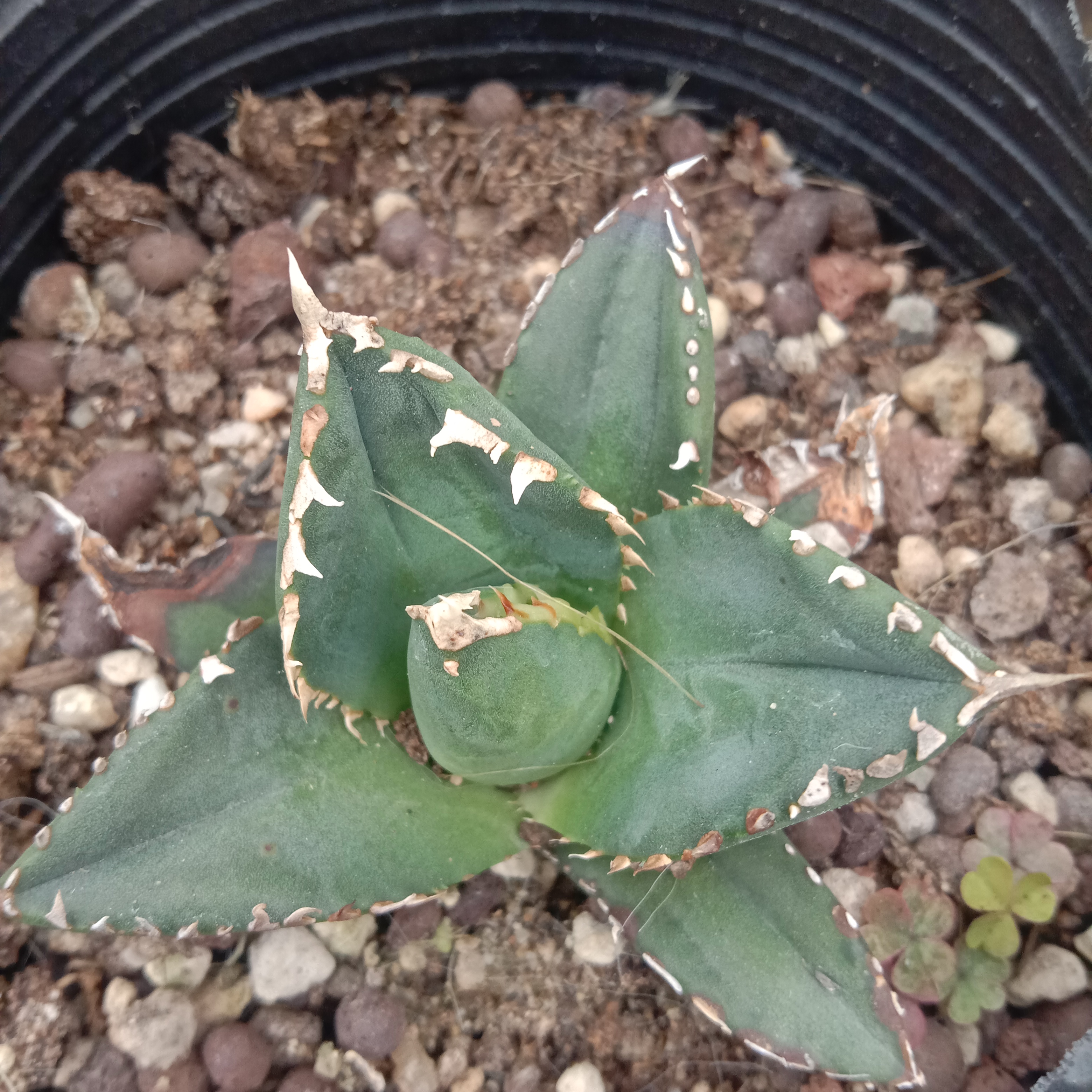 4-12cm Agave Titanota Werewolf – Succulent Purrs