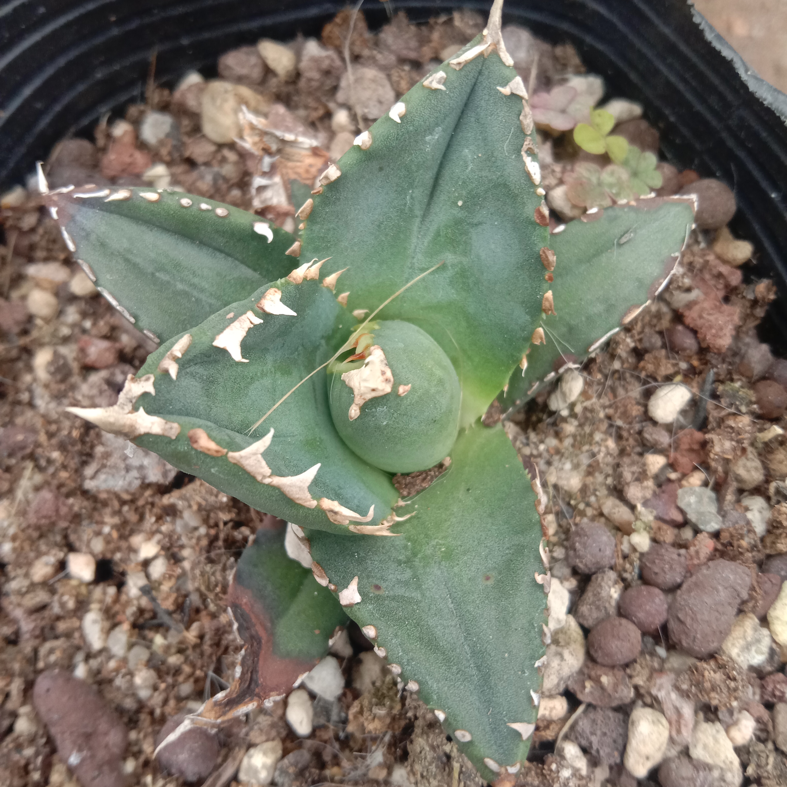 4-12cm Agave Titanota Werewolf – Succulent Purrs