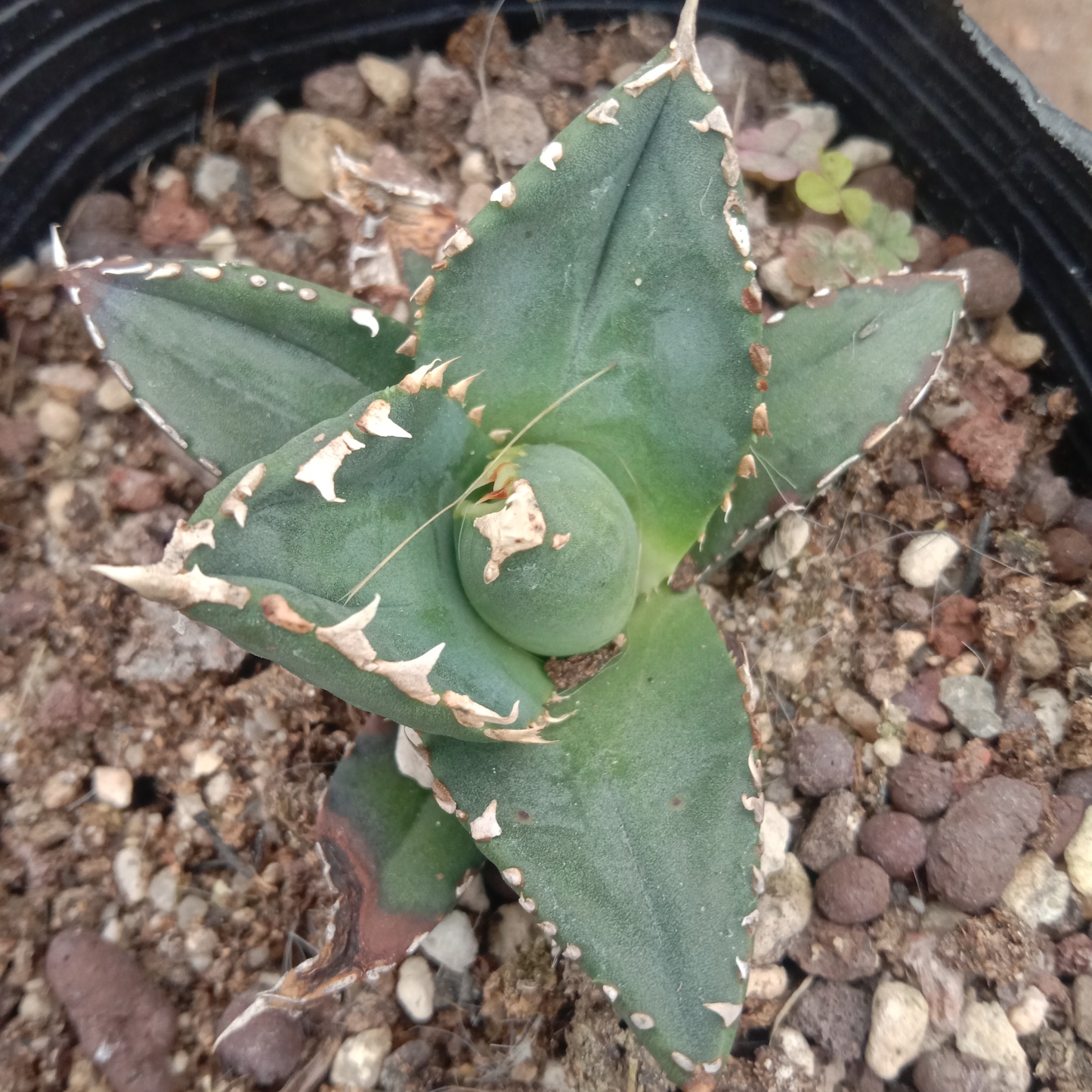 4-6cm Agave Titanota Werewolf （tissue culture）