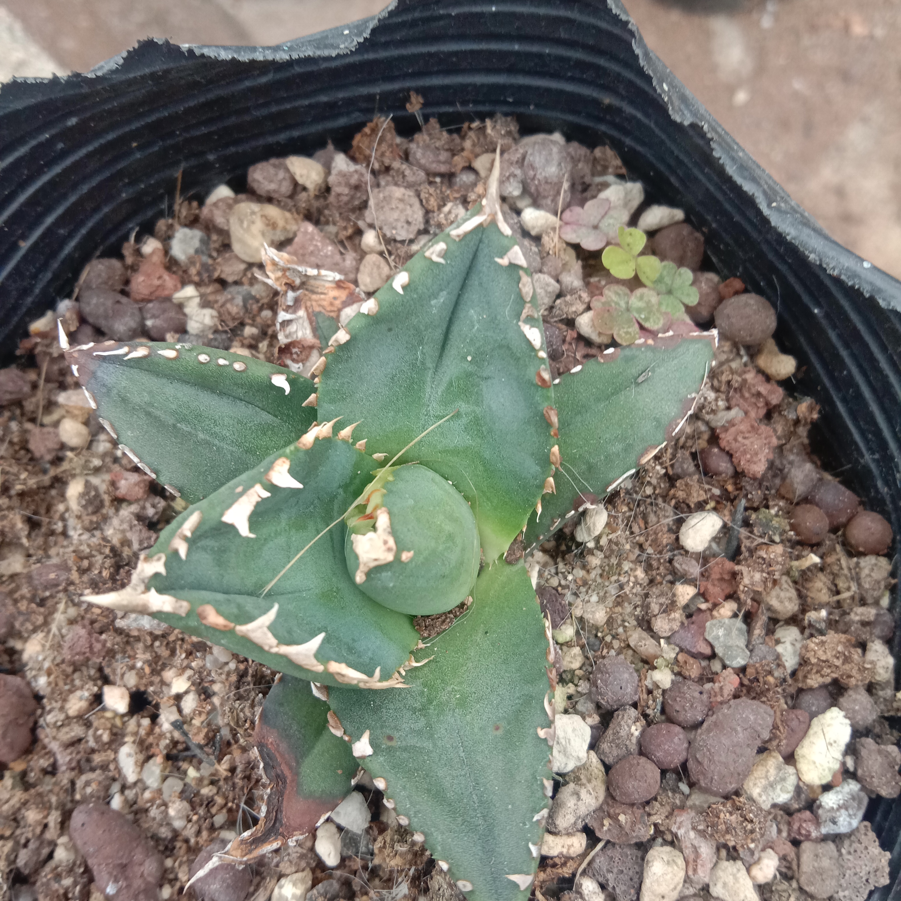 4-6cm Agave Titanota Werewolf （tissue culture）