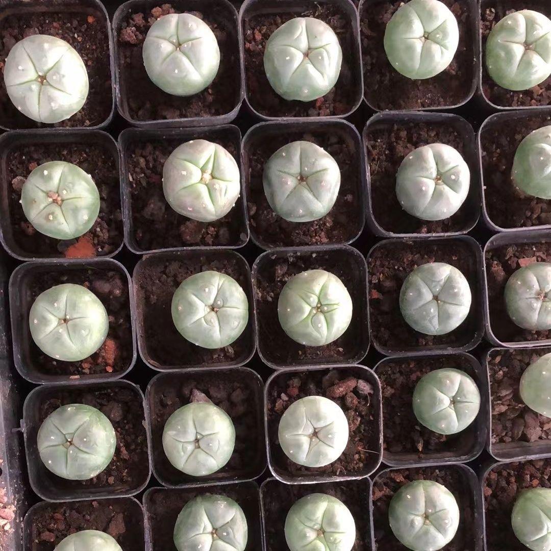 1.5-4cm Lophophora fricii（seedling）