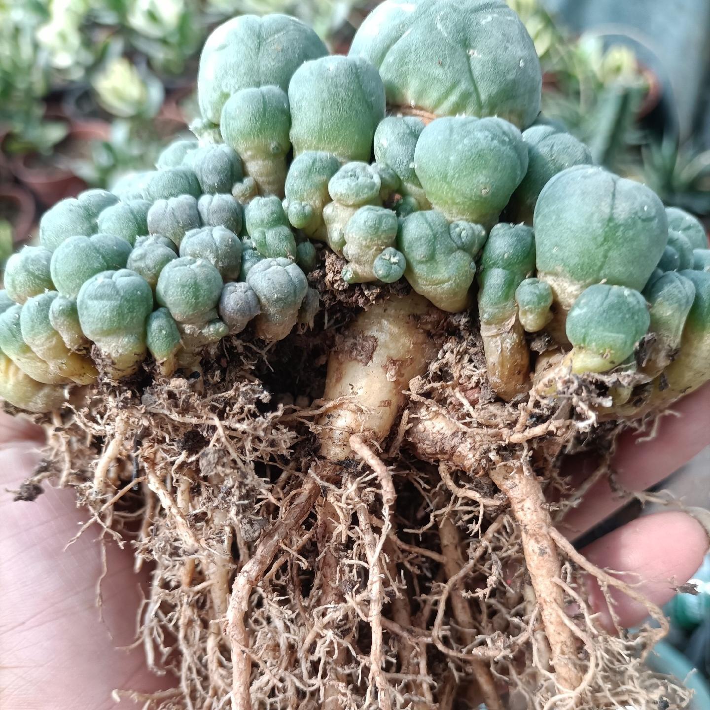 5-12cm Lophophora williamsii （Multi-headed）