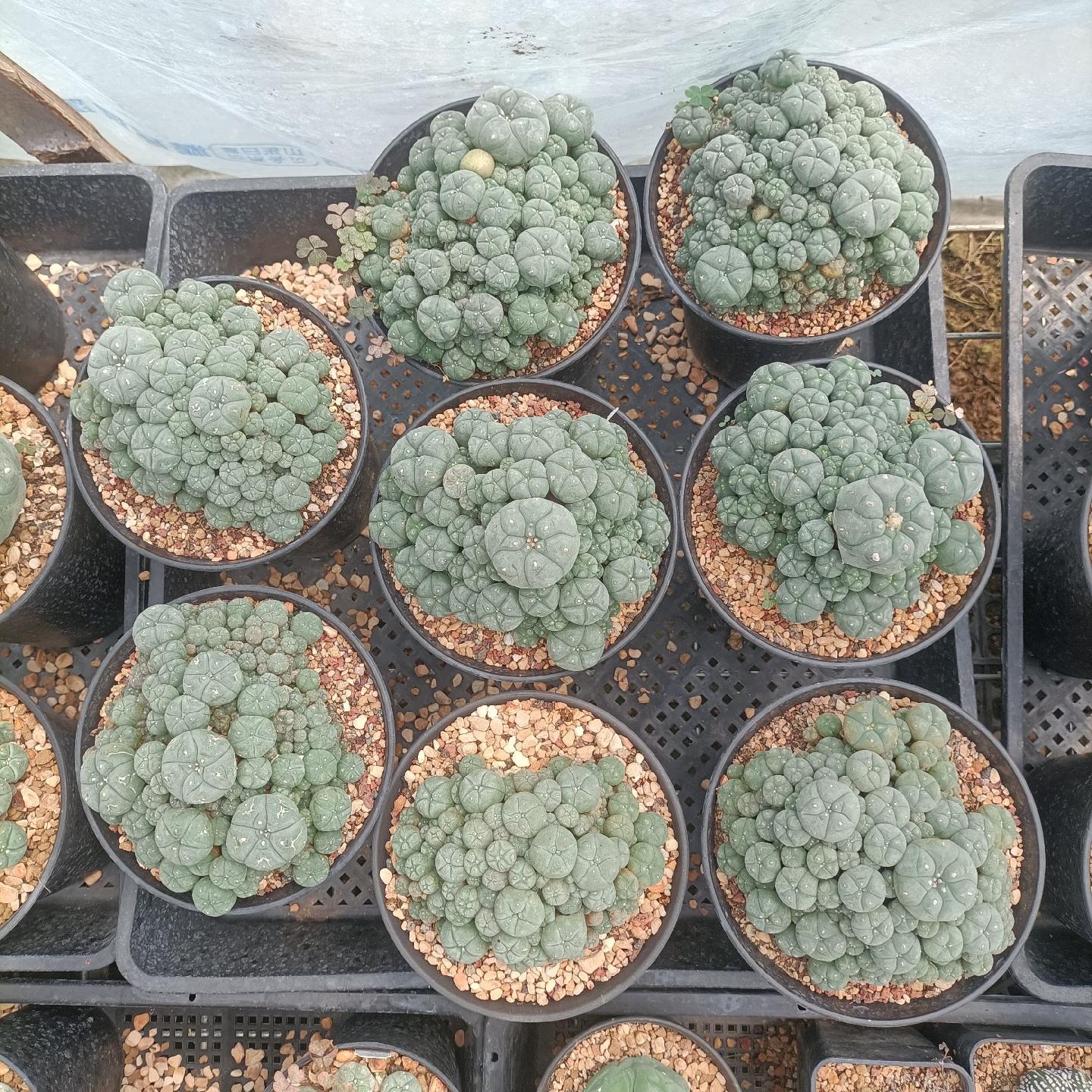 1.5-11cm Lophophora williamsii 