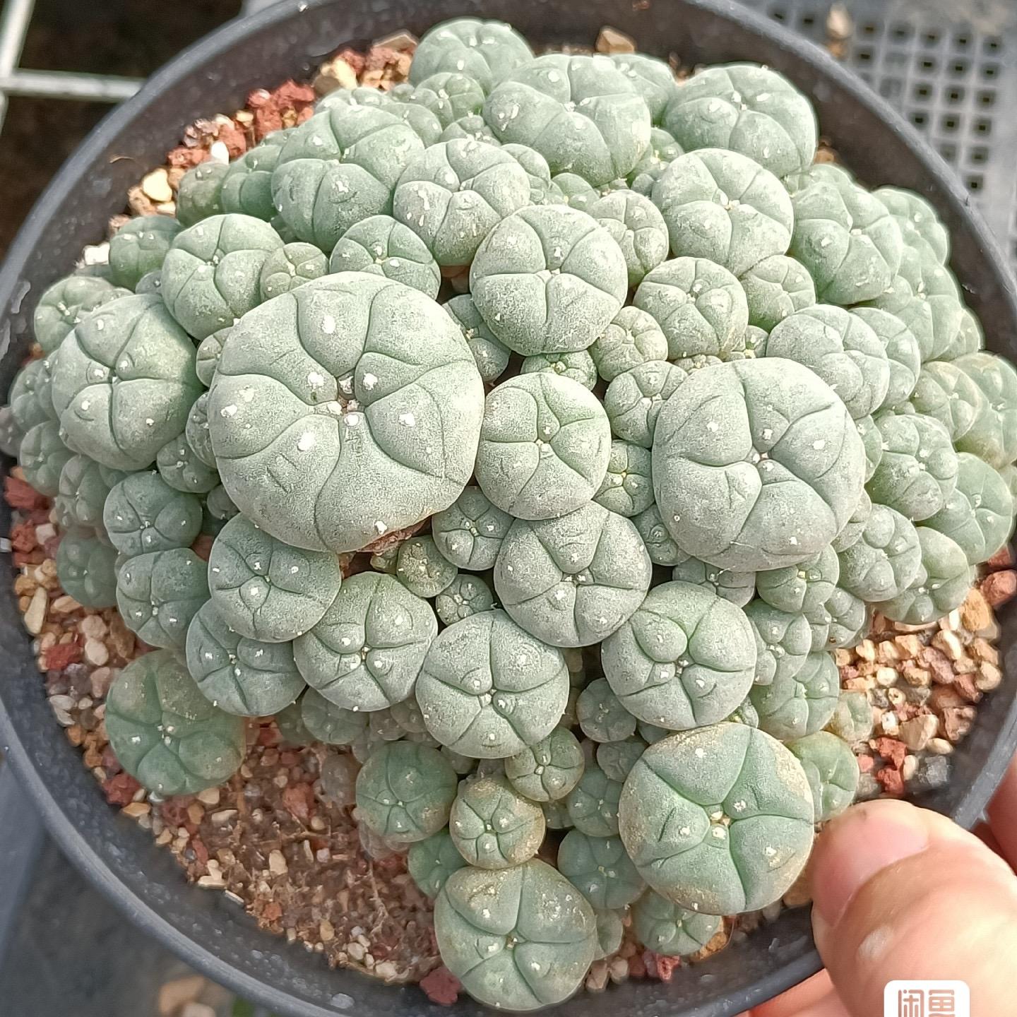 1.5-11cm Lophophora williamsii – Succulent Purrs