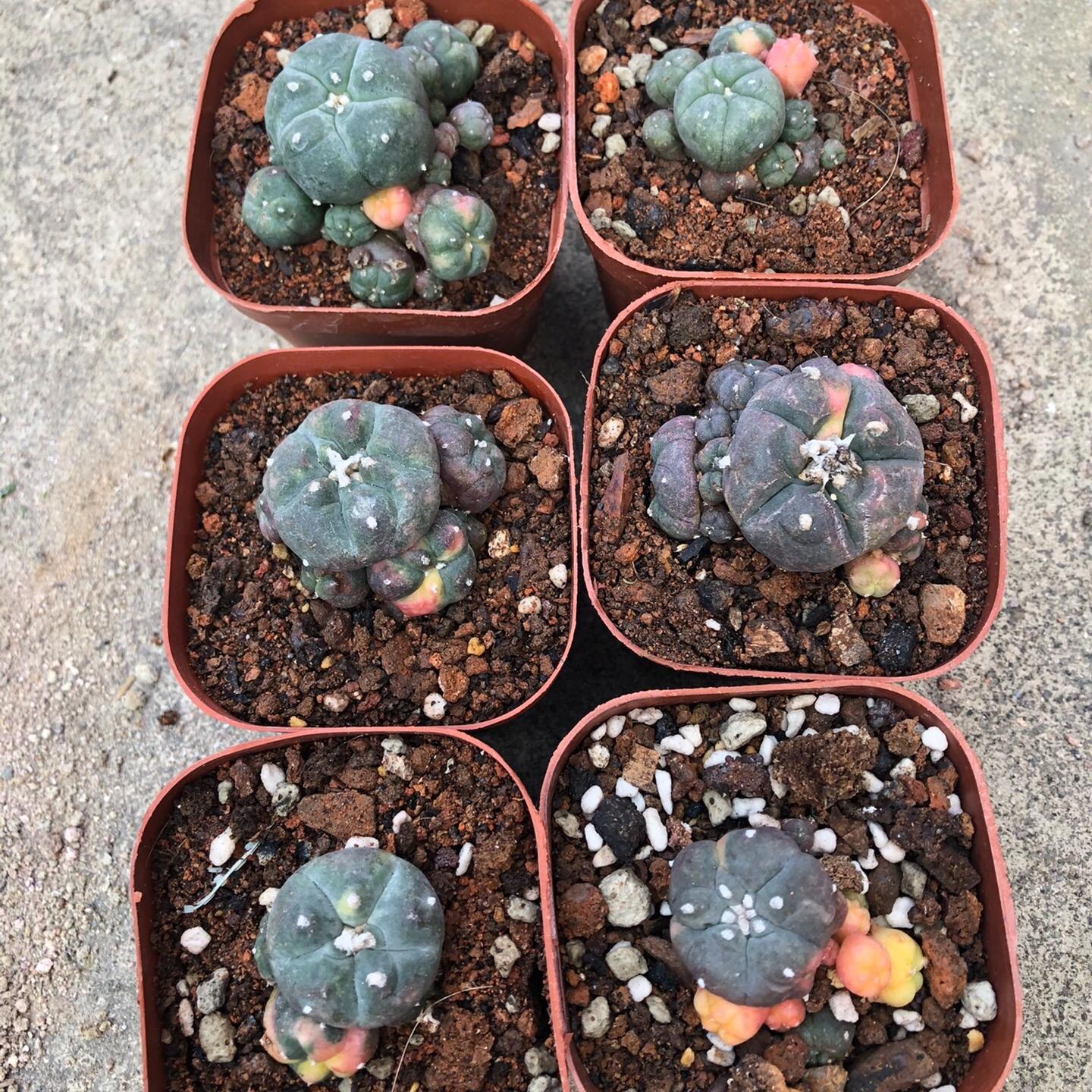 1.5-11cm Lophophora williamsii 