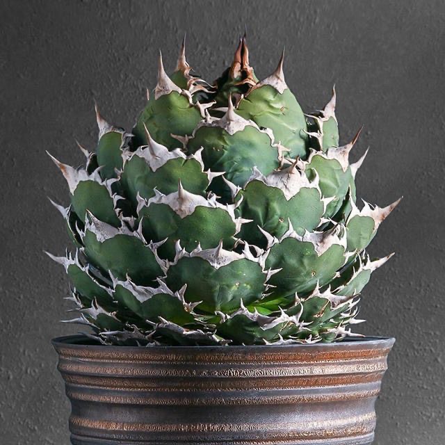 agave