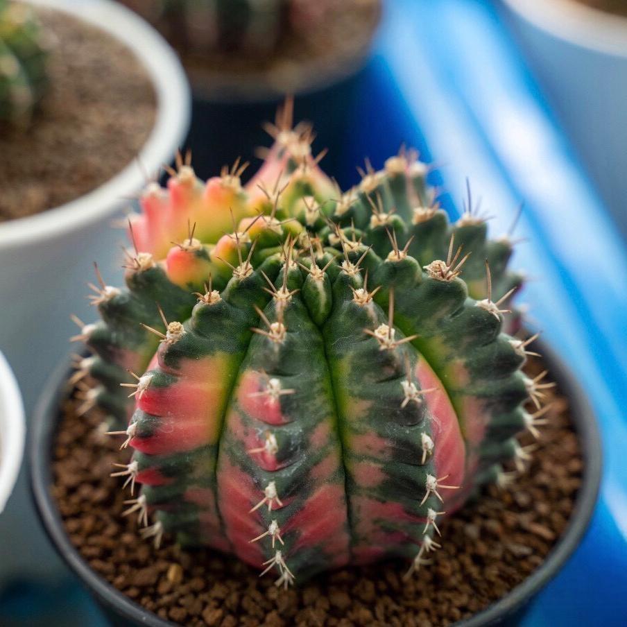 Gymnocalycium Pfeiff