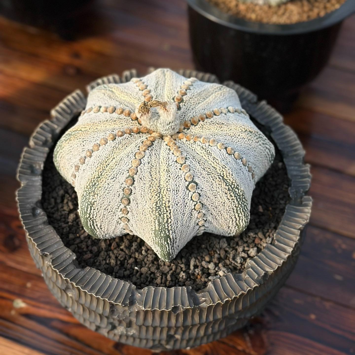 Astrophytum asterias