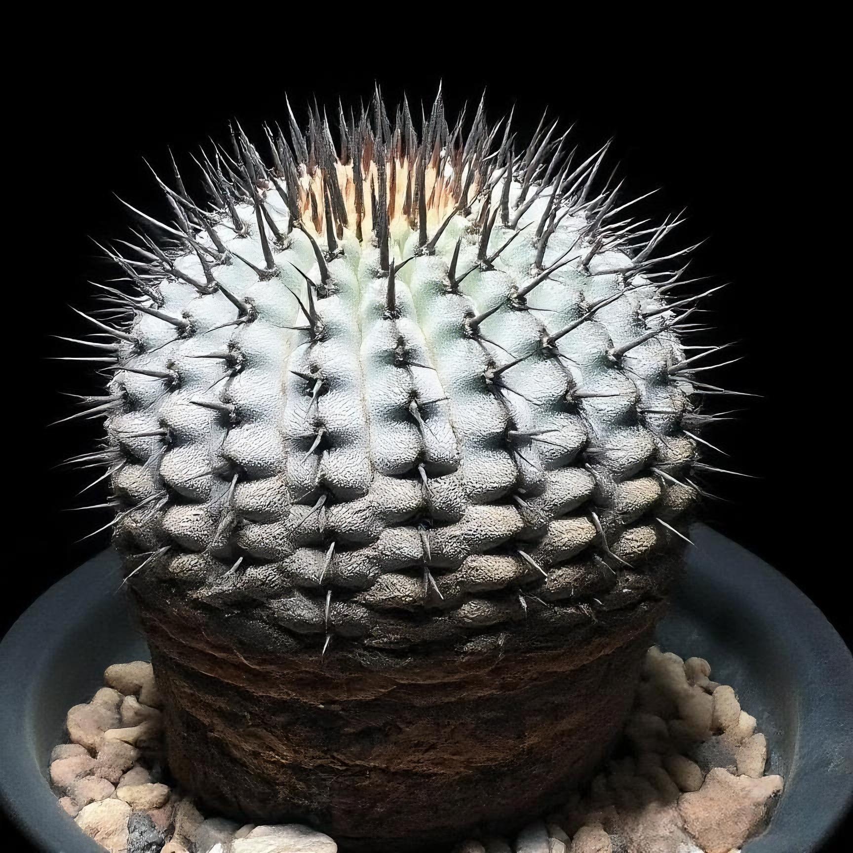 Copiapoa