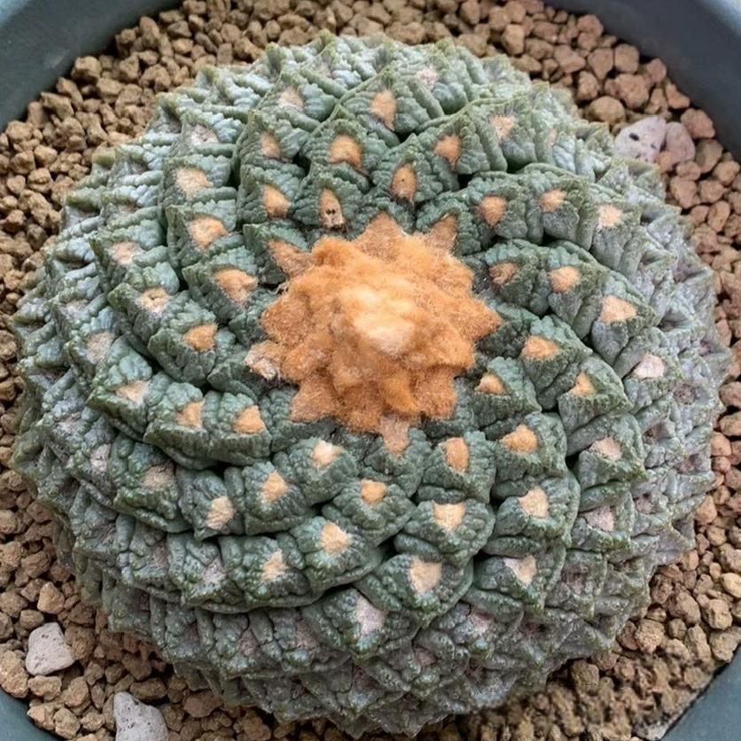 Ariocarpus Scheidw.