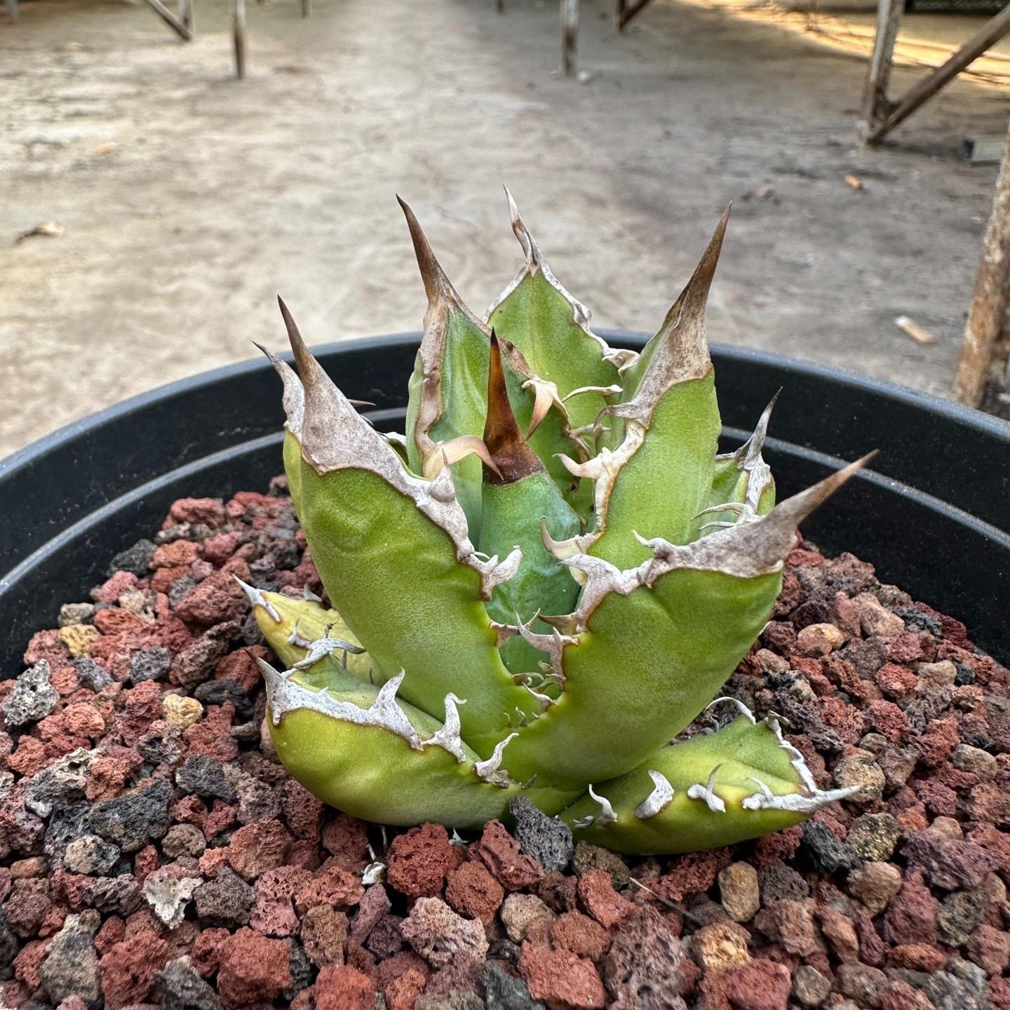 agave（subadult）