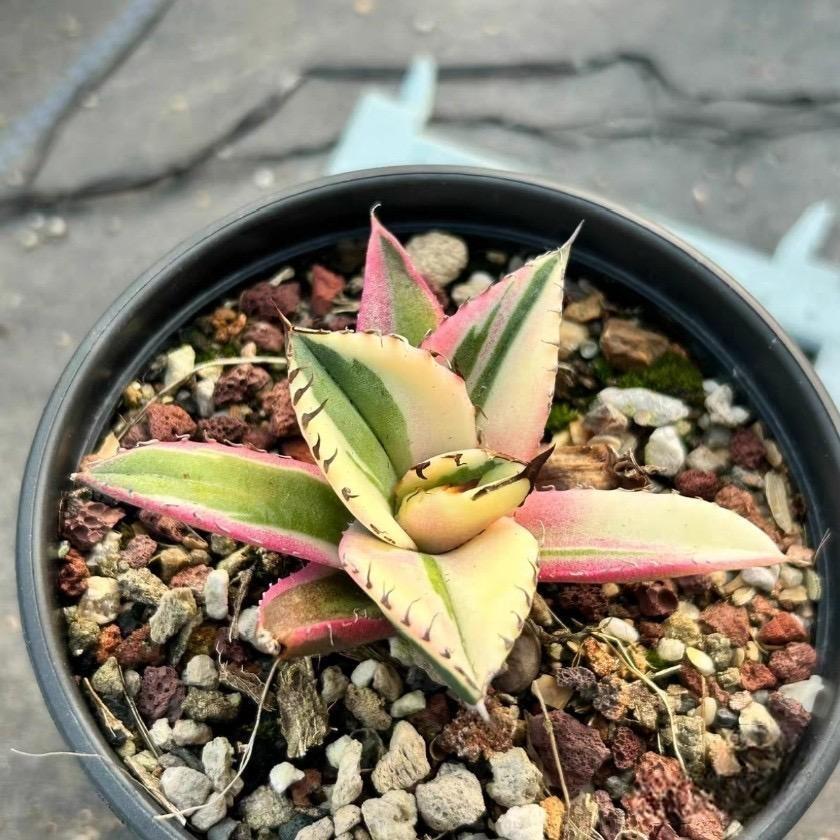 agave（Tissue culture and seedlings）