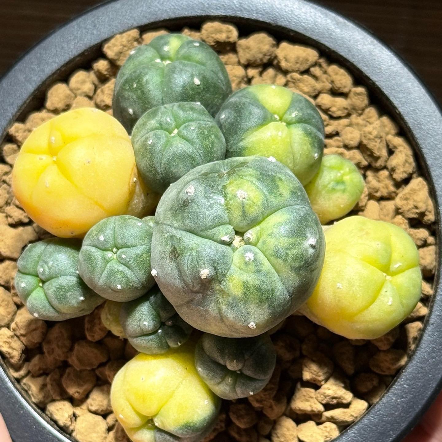 Cactus （variegated）