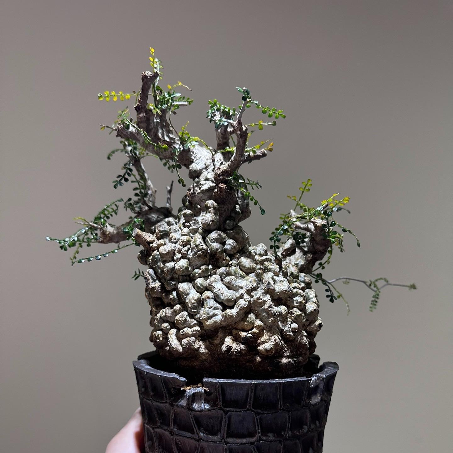 Root tuber（giant plants）