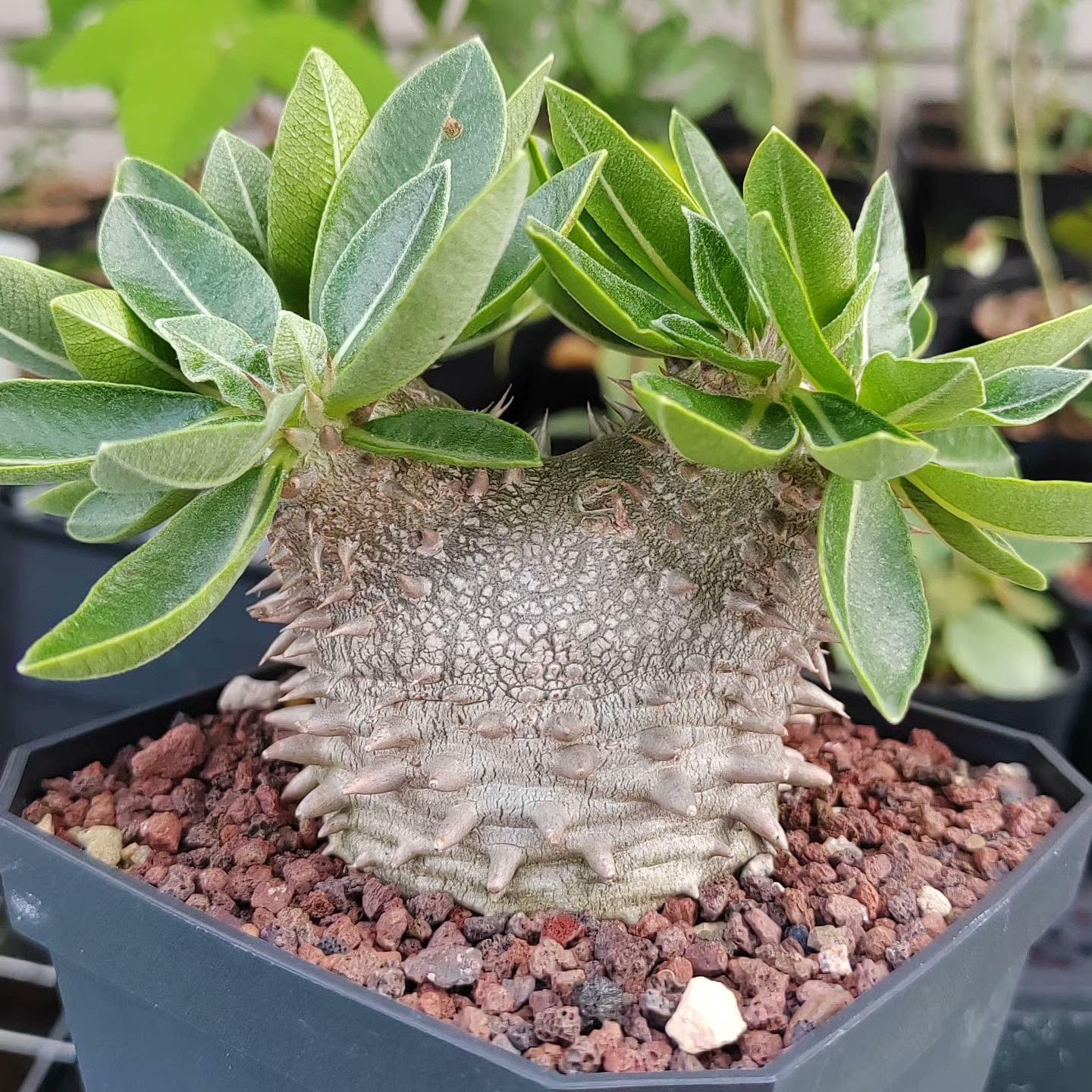 Root tuber（Small plants）