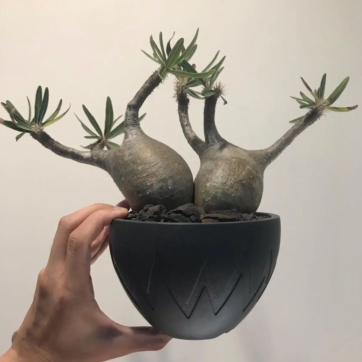 Agave and Caudex Plants Specialized Flower Pot