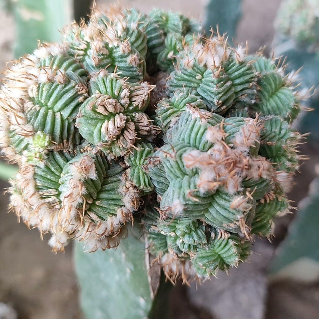 Grafted Cactus (Rootless)