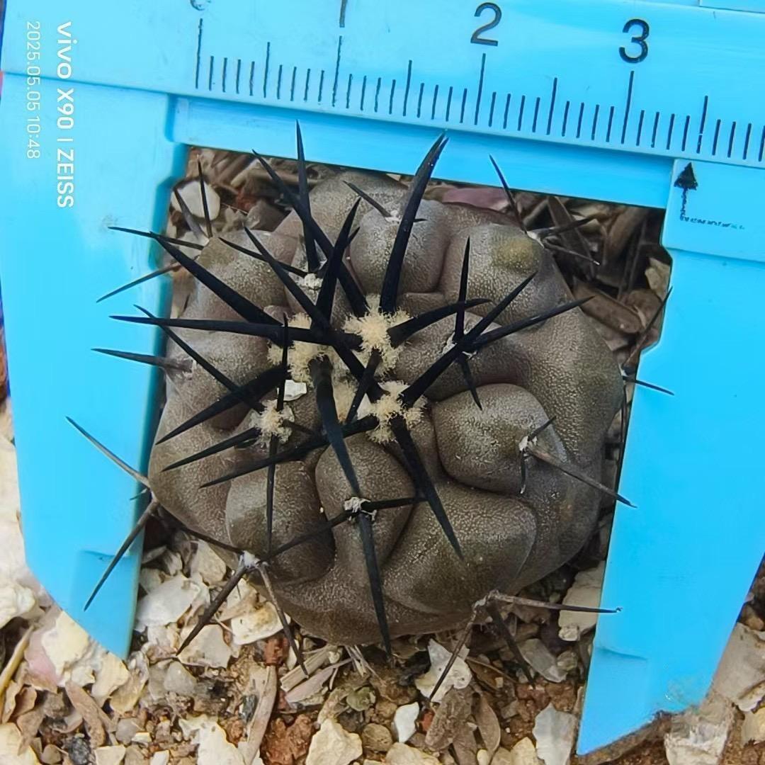 2-10cm Copiapoa cinerea