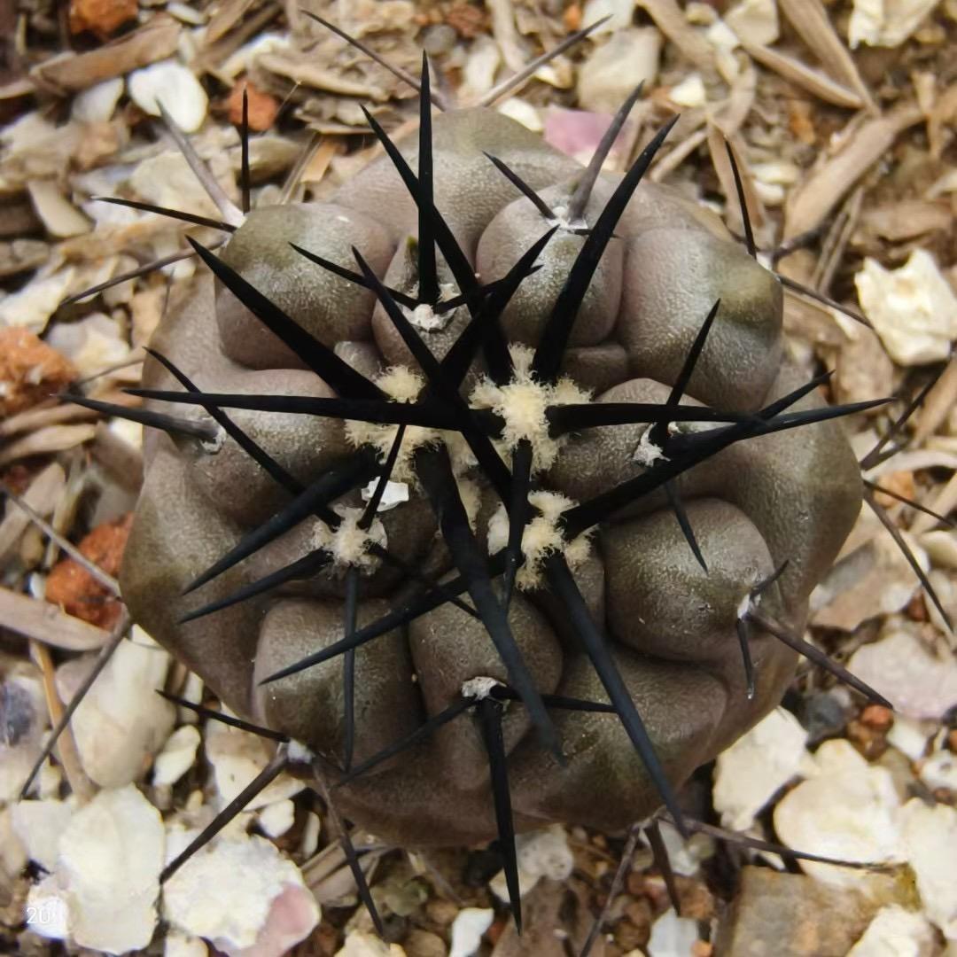 2-10cm Copiapoa cinerea