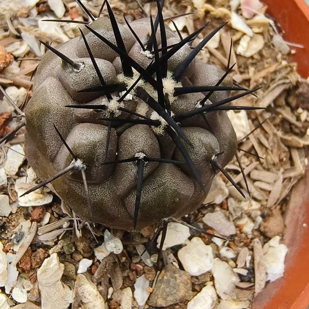 2-10cm Copiapoa cinerea