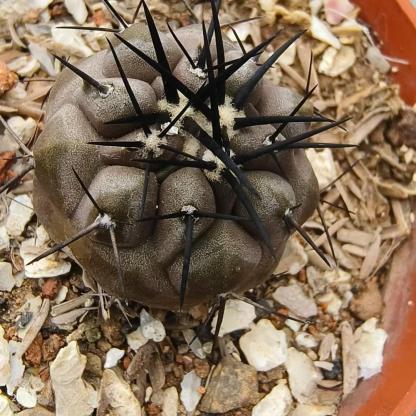 2-10cm Copiapoa cinerea