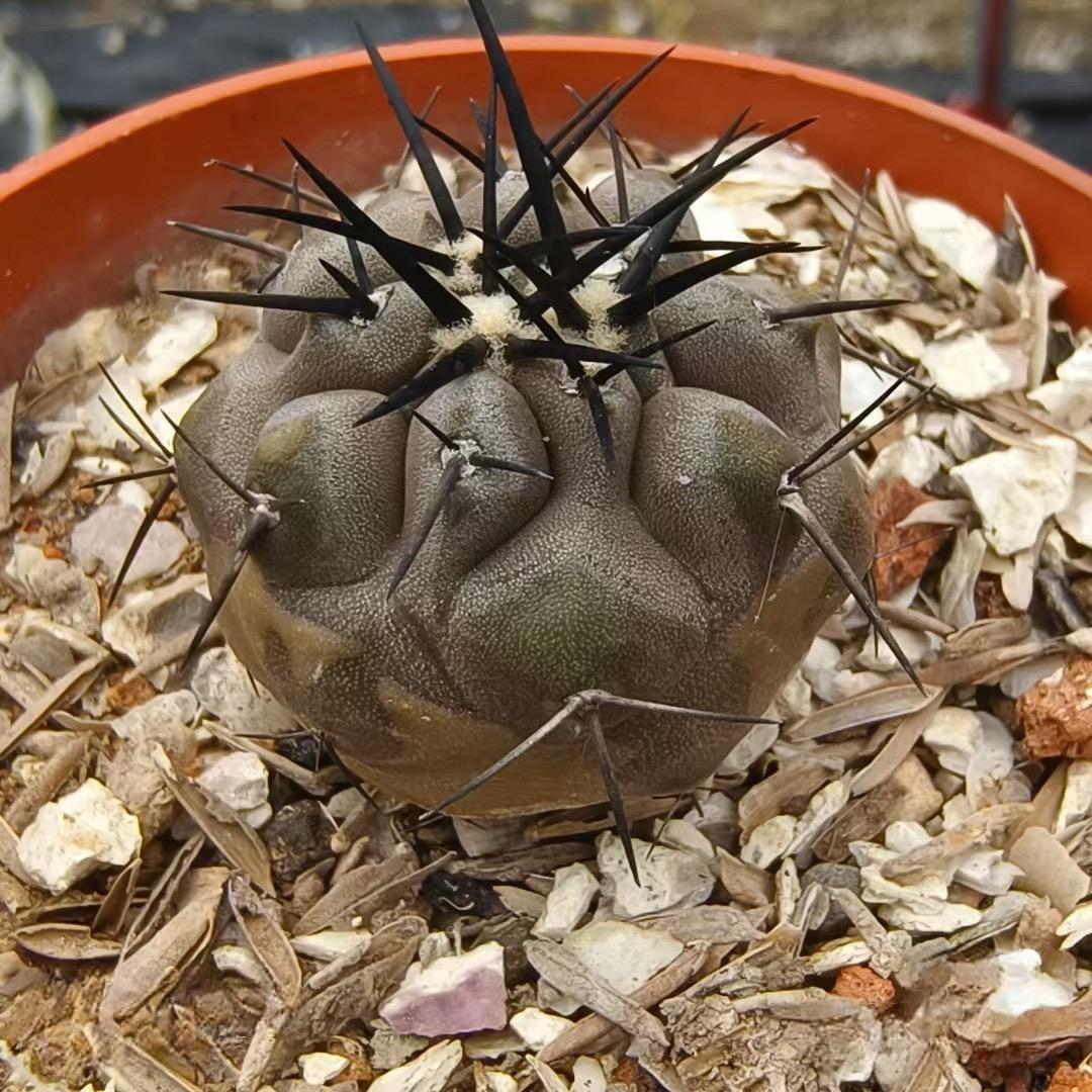 2-10cm Copiapoa cinerea