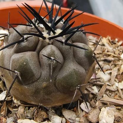 2-10cm Copiapoa cinerea