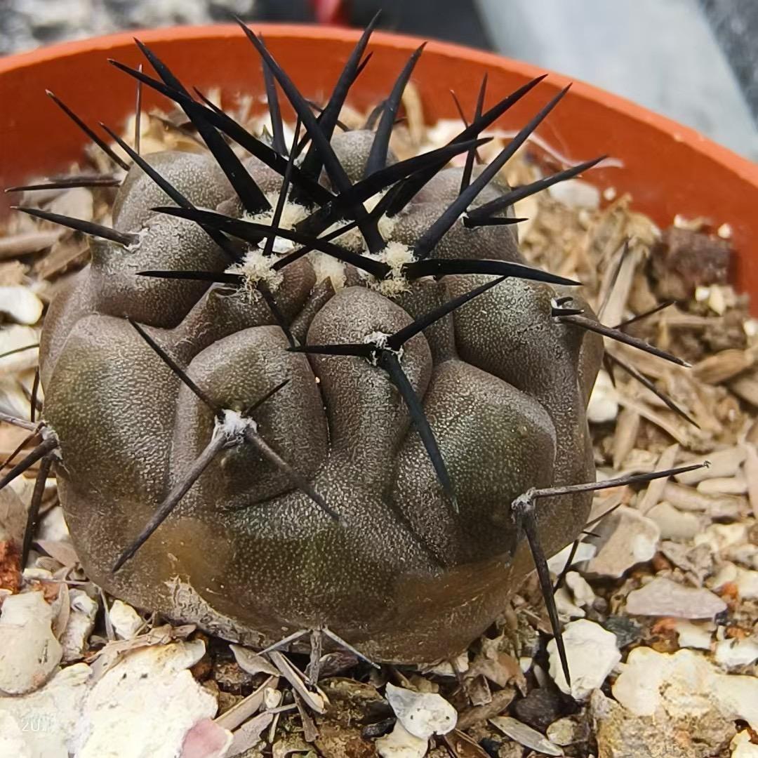2-10cm Copiapoa cinerea