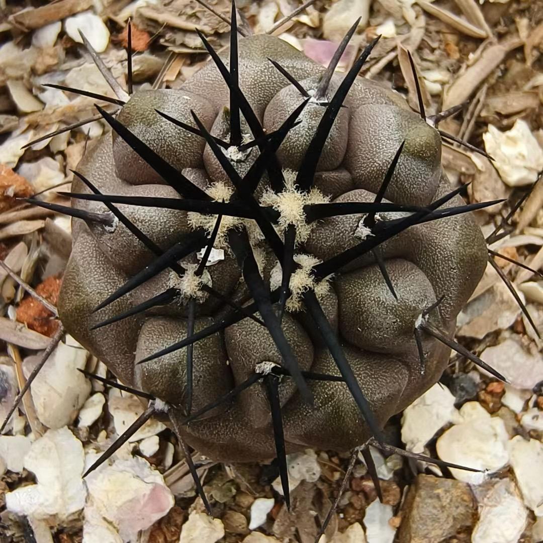 2-10cm Copiapoa cinerea