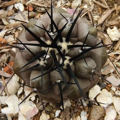 2-10cm Copiapoa cinerea
